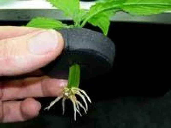 MPOT - NEOPREN KRAGEN FÜR NUTRICULTURE STECKLINGE DURCHMESSER 5CM