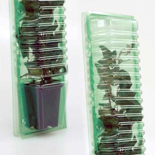 P13378 - BLISTER FOR TRANSPORT AND SHIPMENT OF CUTTINGS 1 POT 7X7X8CM H 33CM STEM HOLE 4CM