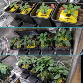 HYP - LOCK DOWN PAD ADHESIVE CHROMOTROPIC TRAP |  8pz - 15,2x15,2cm