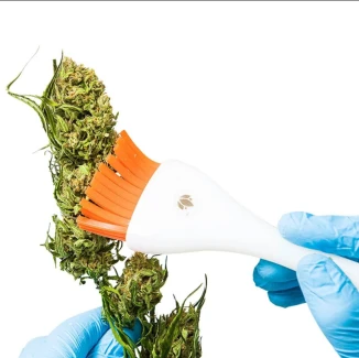 CANNABRUSH - BRUSH TO FINISH CANNABIS