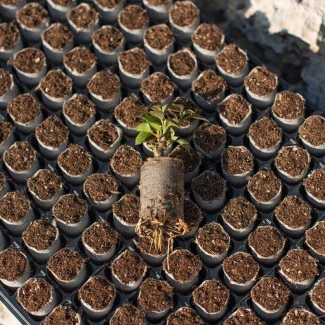 ELEPOT - ROOTING CUBES