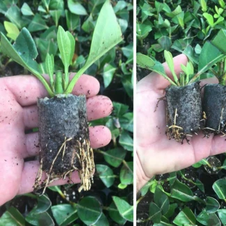 ELEPOT - ROOTING CUBES