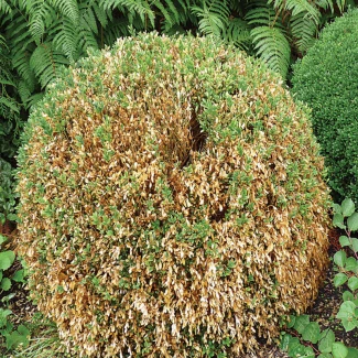 FLORTIS - BOSSO PYRALID TRAP WITH PHEROMON