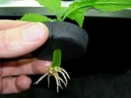 X-STREAM PROPAGATORE AREOPONICO 20 VASI NUTRICULTURE