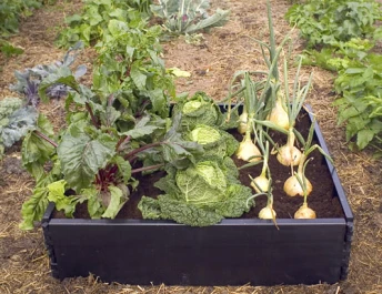 G94 - GROW BED 97,5X97,5X25CM GARLAND