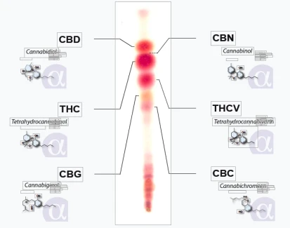 ALPHA CAT MINIKIT 16 ANALSI TEST CANNABINOIDI