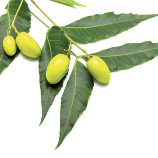 FLORTIS - OLIO DI NEEM SPRAY | 500ml Indoorline