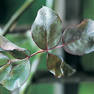 FLORTIS - NATURAE TRIPLA AZIONE SPRAY | 500ml Indoorline