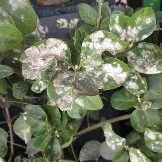 FLORTIS - NATURAE TRIPLA AZIONE SPRAY | 1L