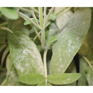 FLORTIS - NATURAE TRIPLA AZIONE SPRAY | 500ml Indoorline