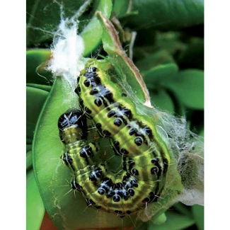 FLORTIS - TRAPPOLA PIRALIDE DEL BOSSO CON FEROMONE