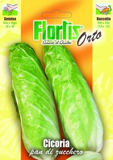 FLORTFLORTIS | CICORIA PAN DI ZUCCHEROIS | CICORIA PAN DI ZUCCHERO