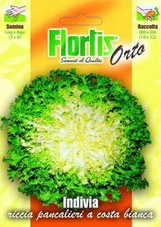 INDIVIA RICCIA PANCALIERI