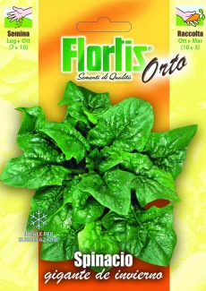 SPINACIO GIGANTE DE INVIERNO